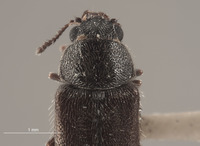 Trichochrous hesperius image