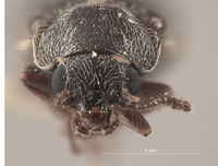 Trichochrous hesperius image