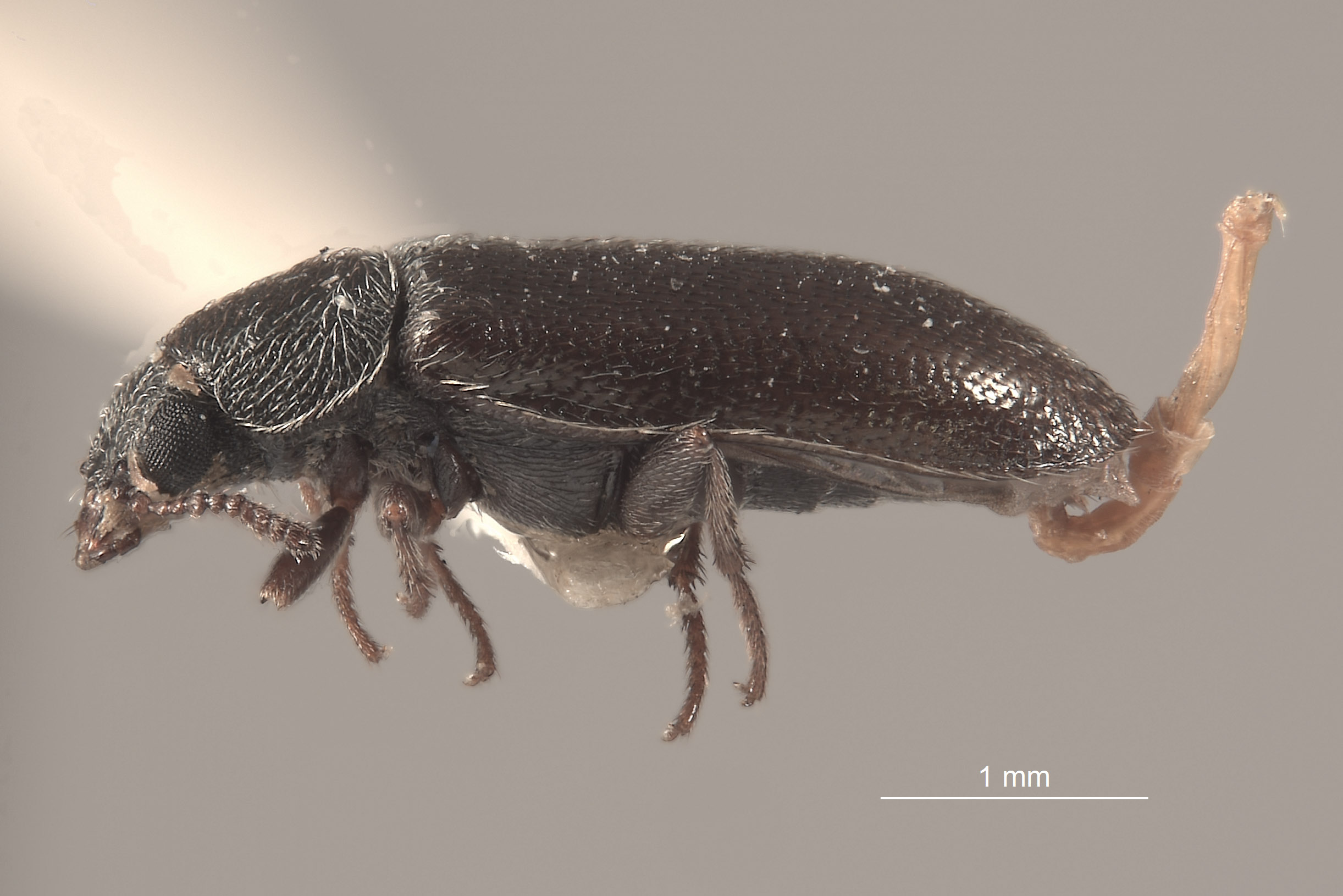 Trichochrous hesperius image