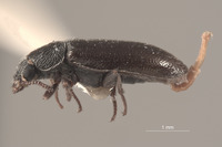 Trichochrous hesperius image