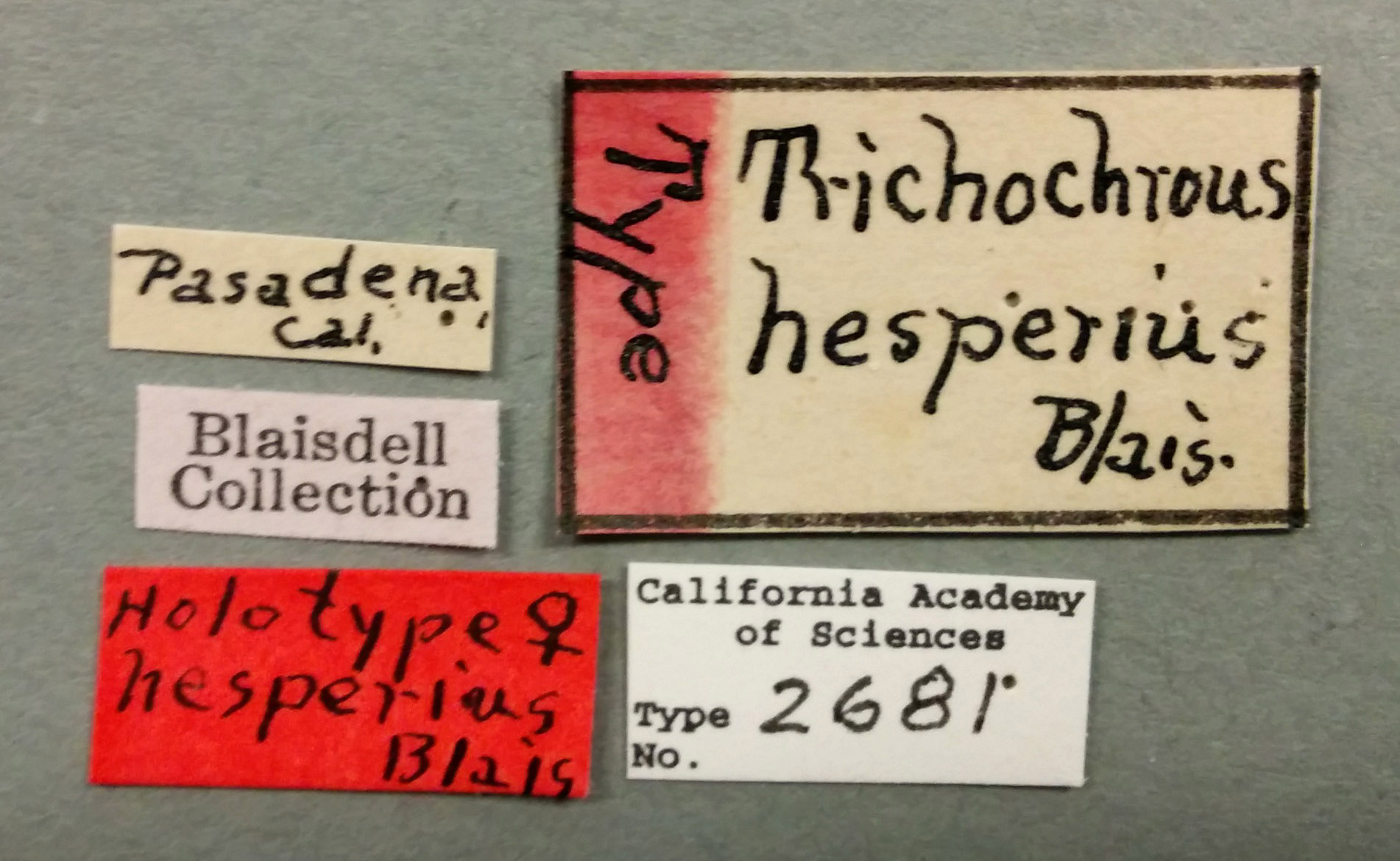 Trichochrous hesperius image