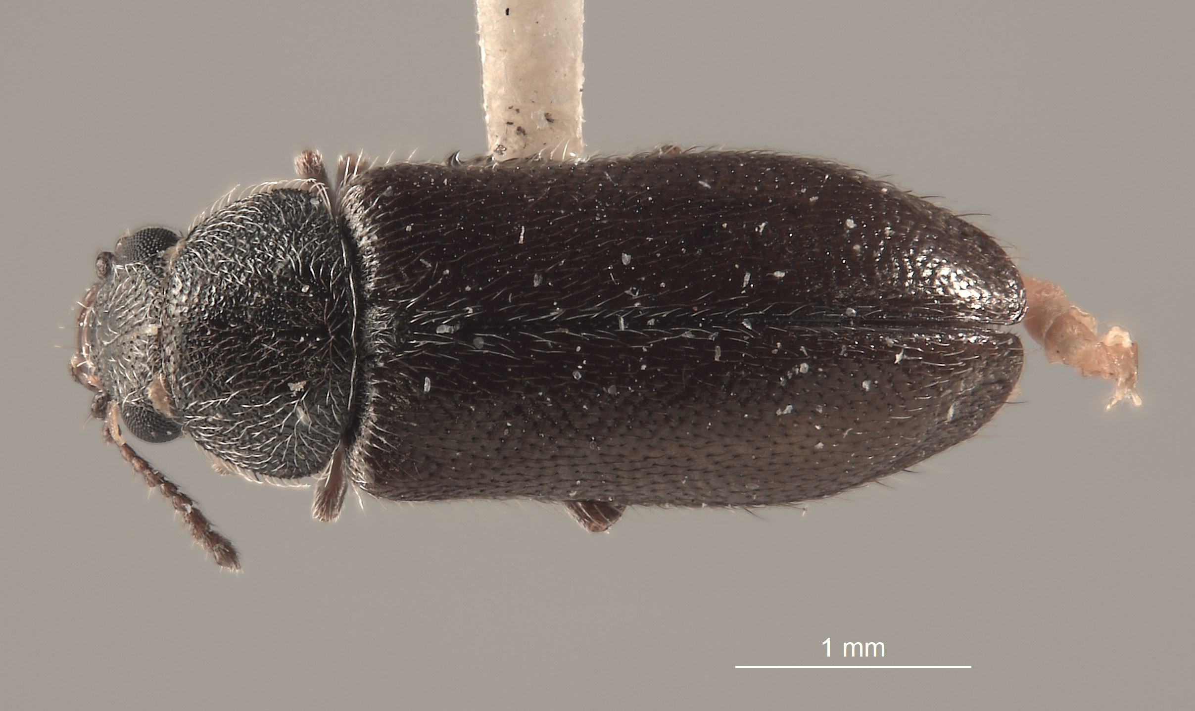 Trichochrous hesperius image