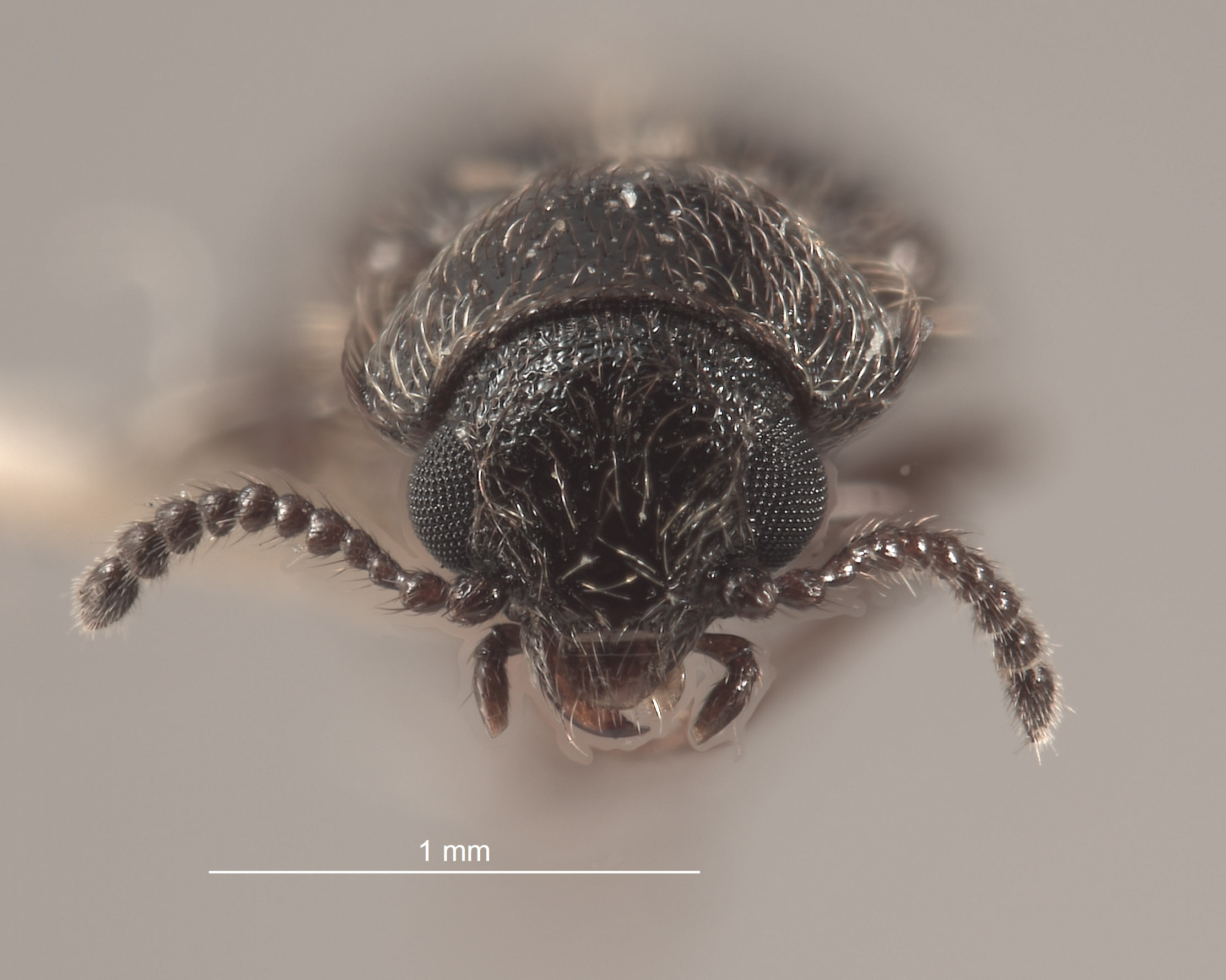 Trichochrous benedicti image