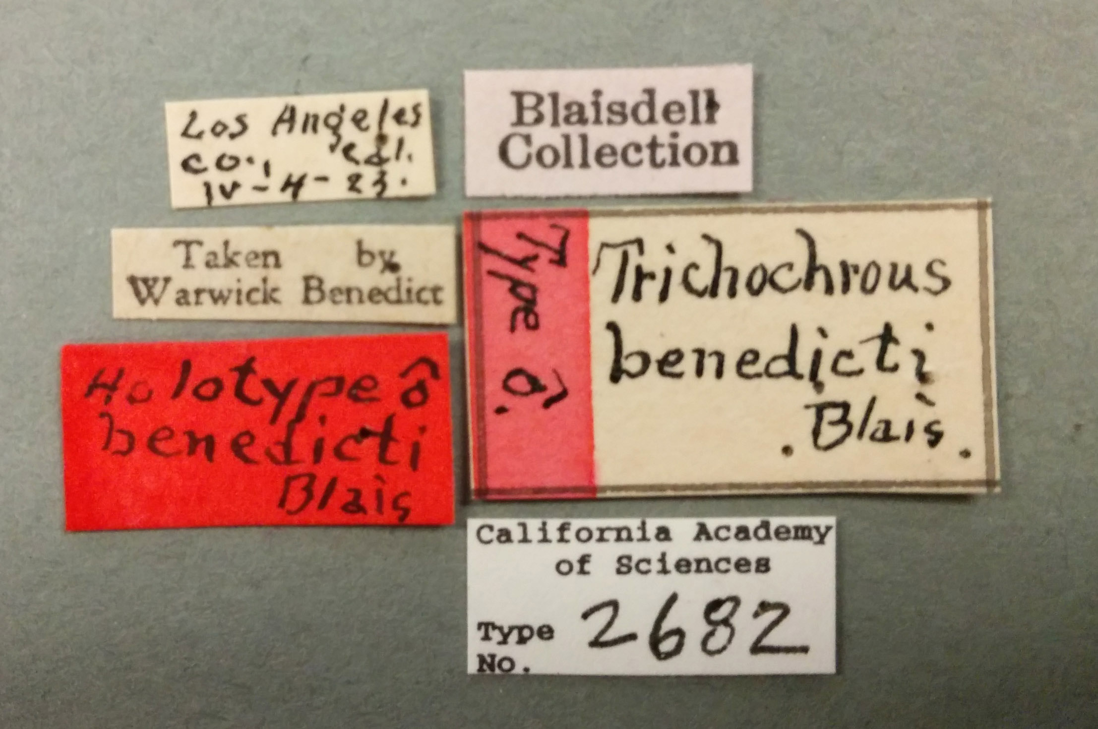 Trichochrous benedicti image