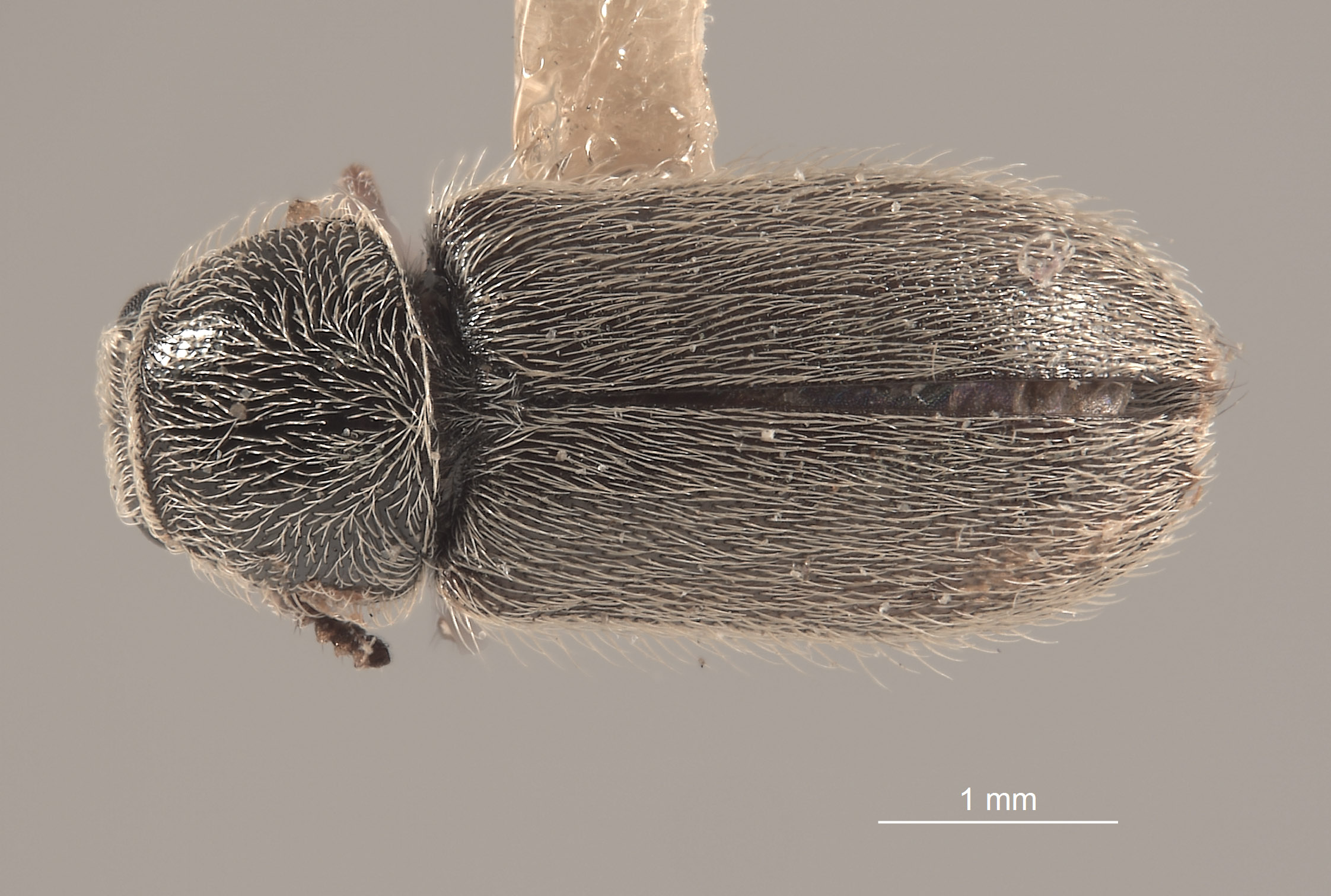 Trichochrous gradatus image