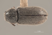 Trichochrous gradatus image