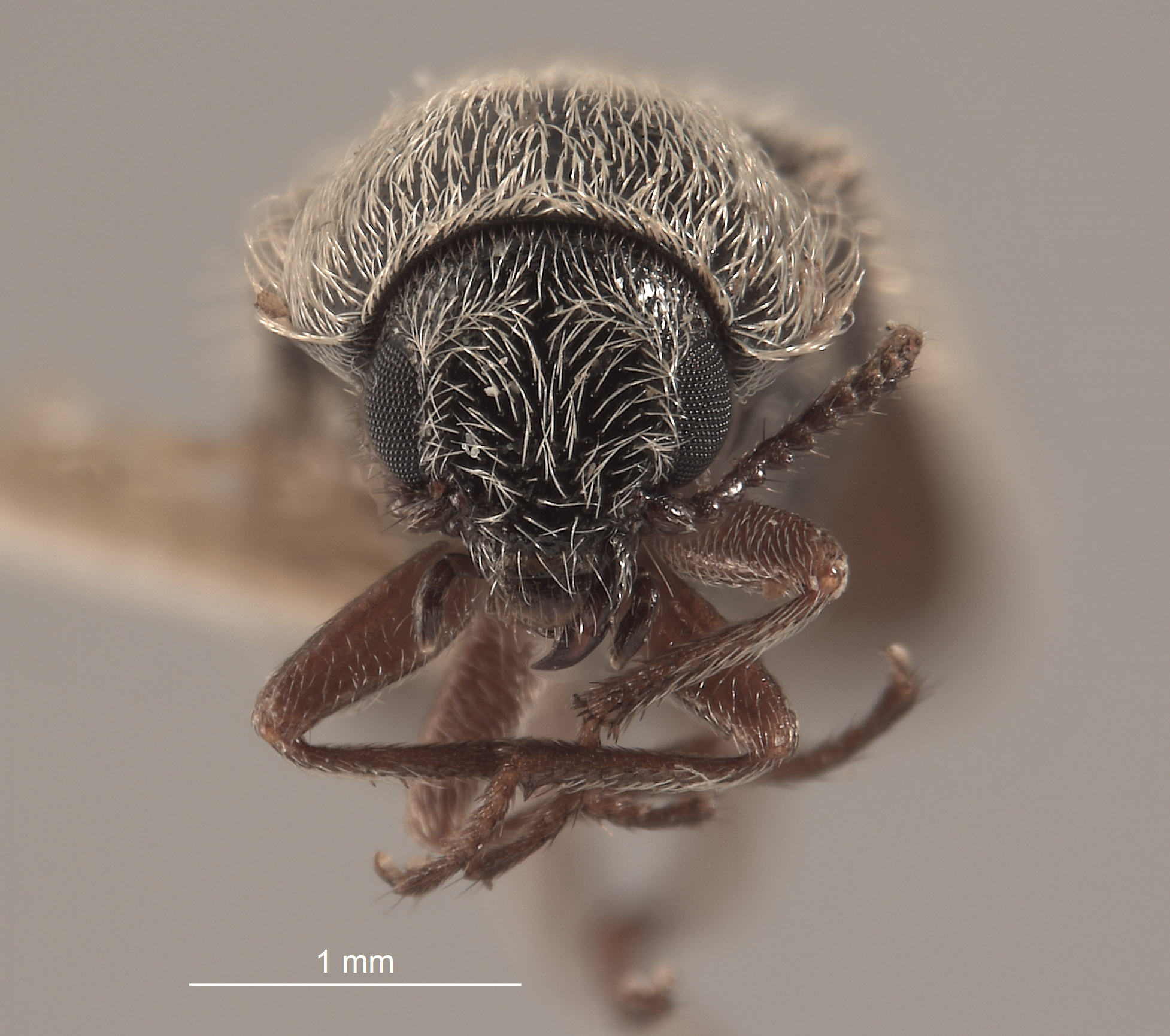 Trichochrous gradatus image