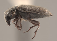 Trichochrous gradatus image