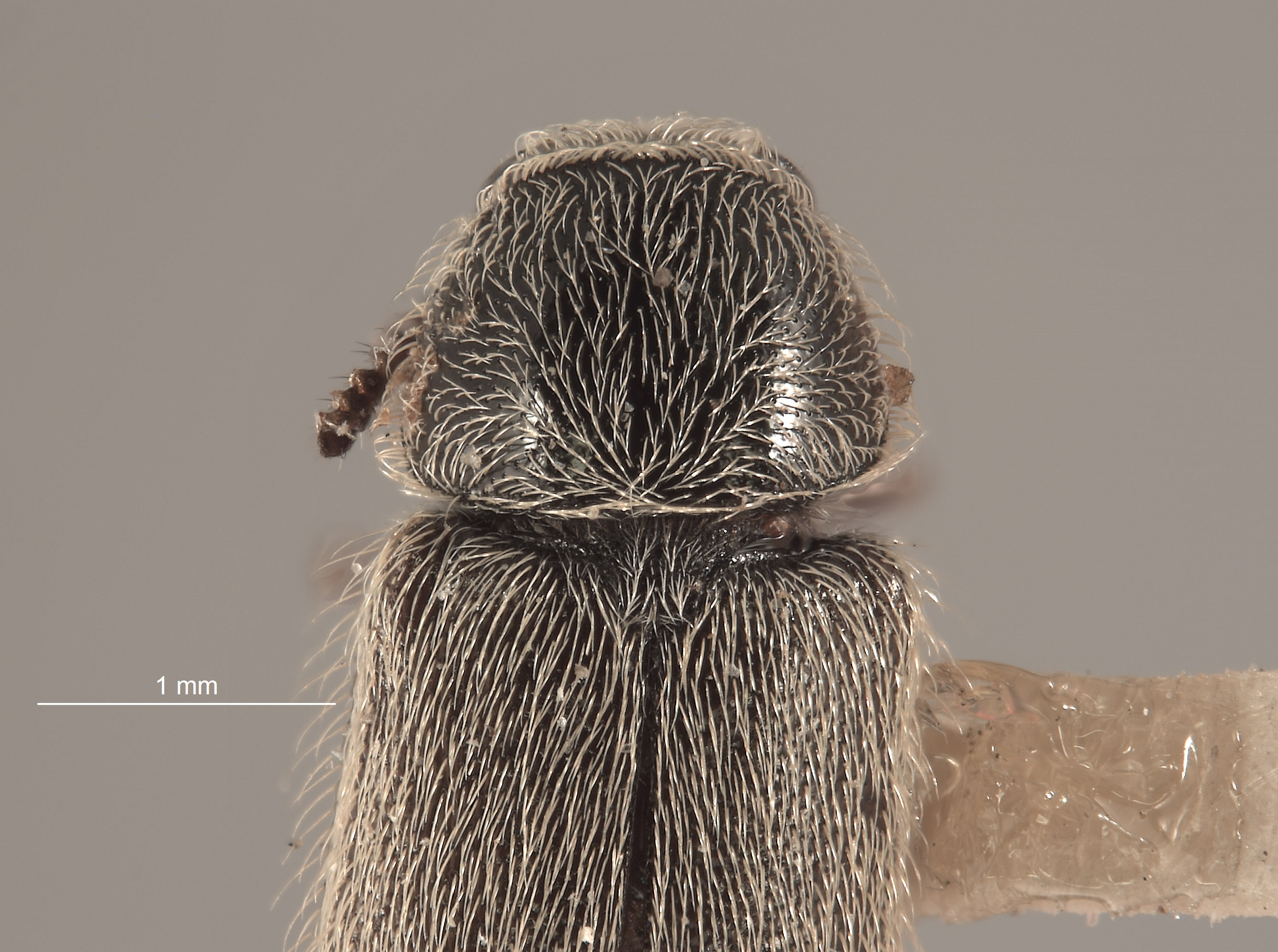 Trichochrous gradatus image