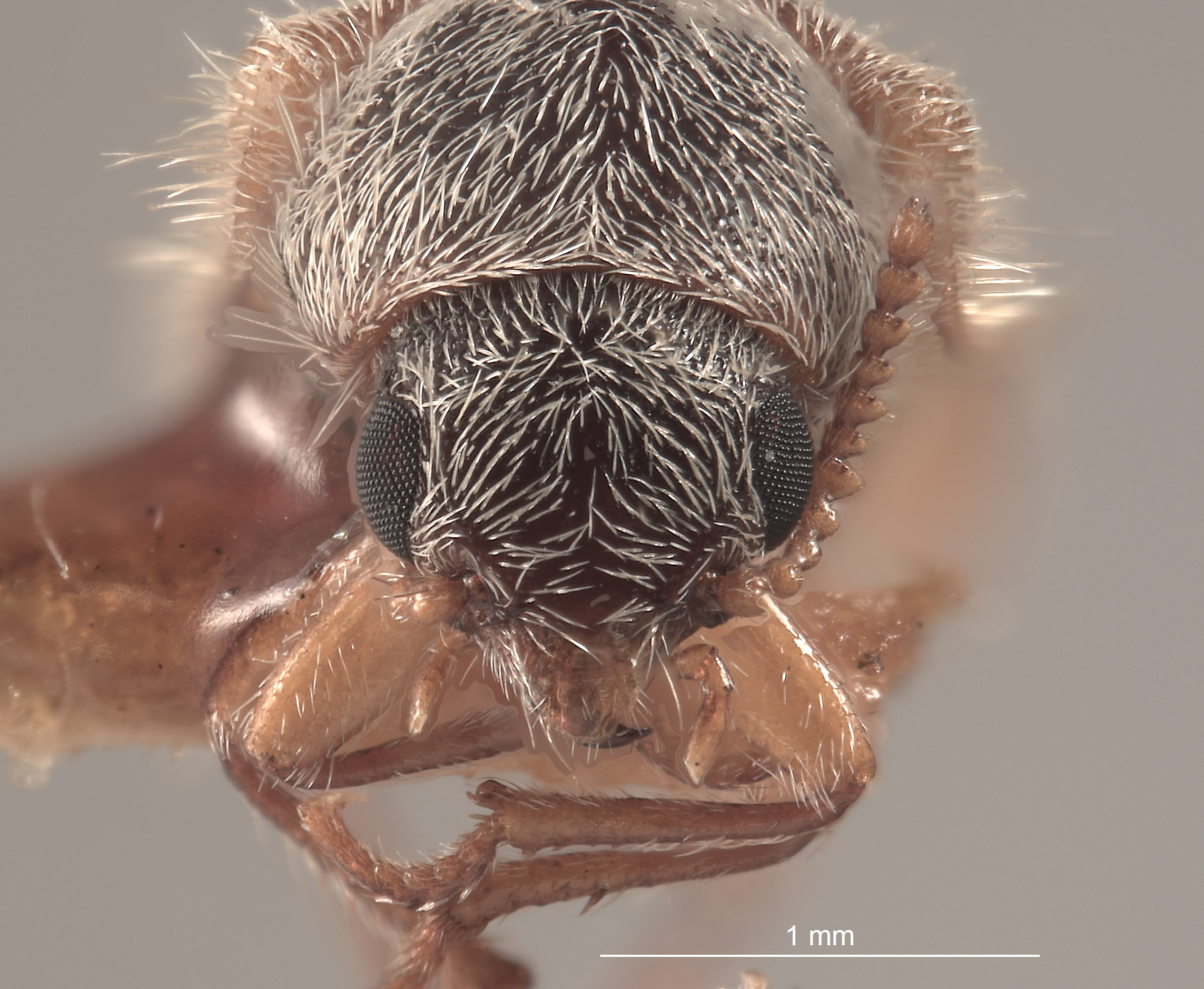 Trichochrous pallescens image