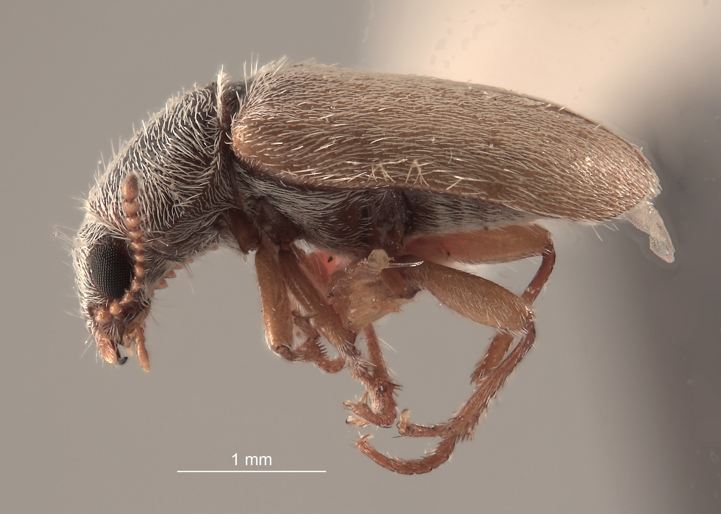 Trichochrous pallescens image