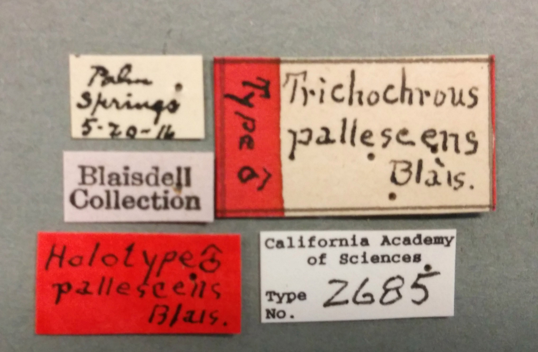 Trichochrous pallescens image