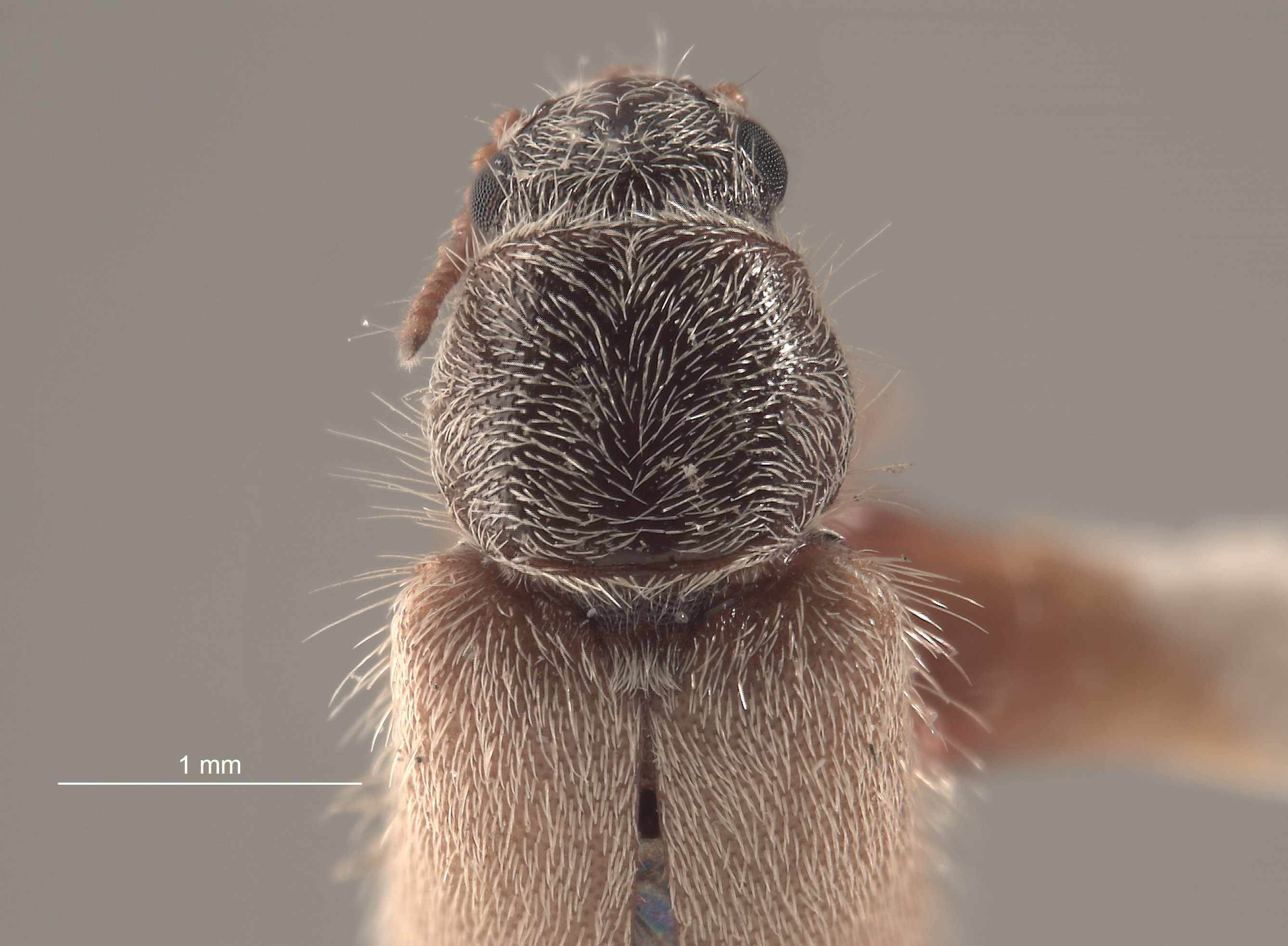 Trichochrous pallescens image