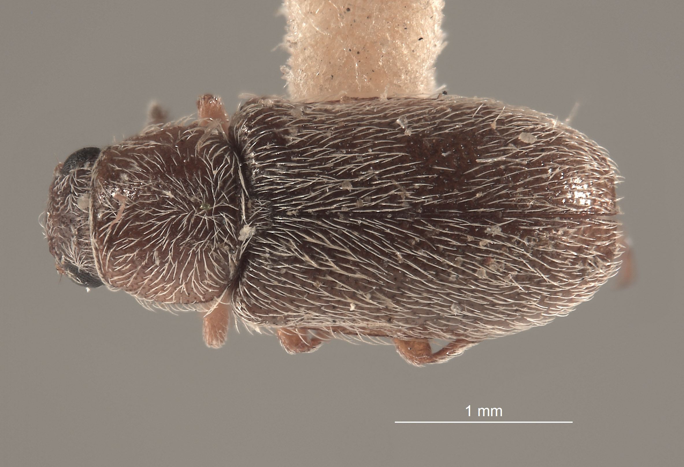 Trichochrous pratensis image