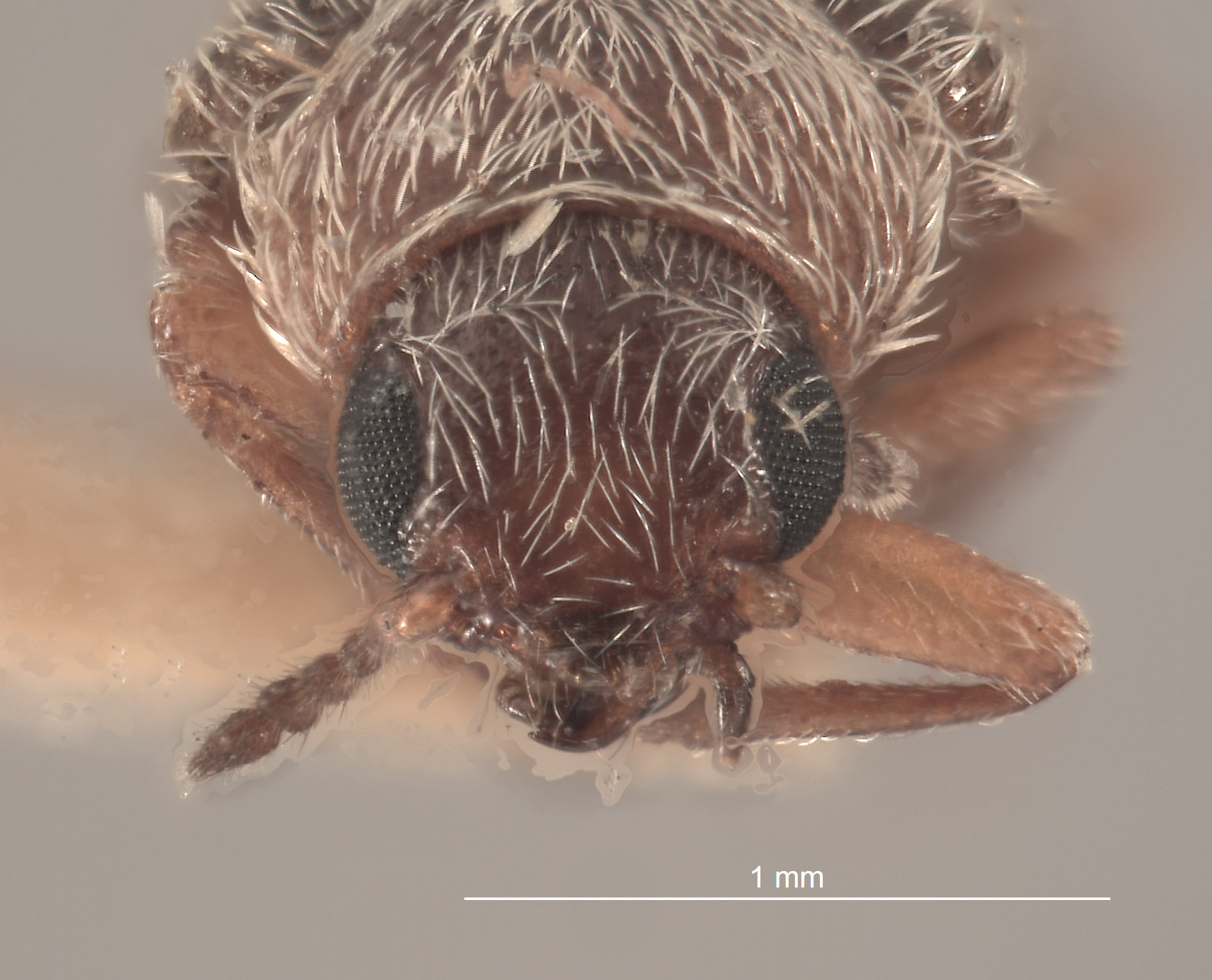 Trichochrous pratensis image