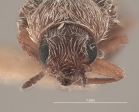 Trichochrous pratensis image