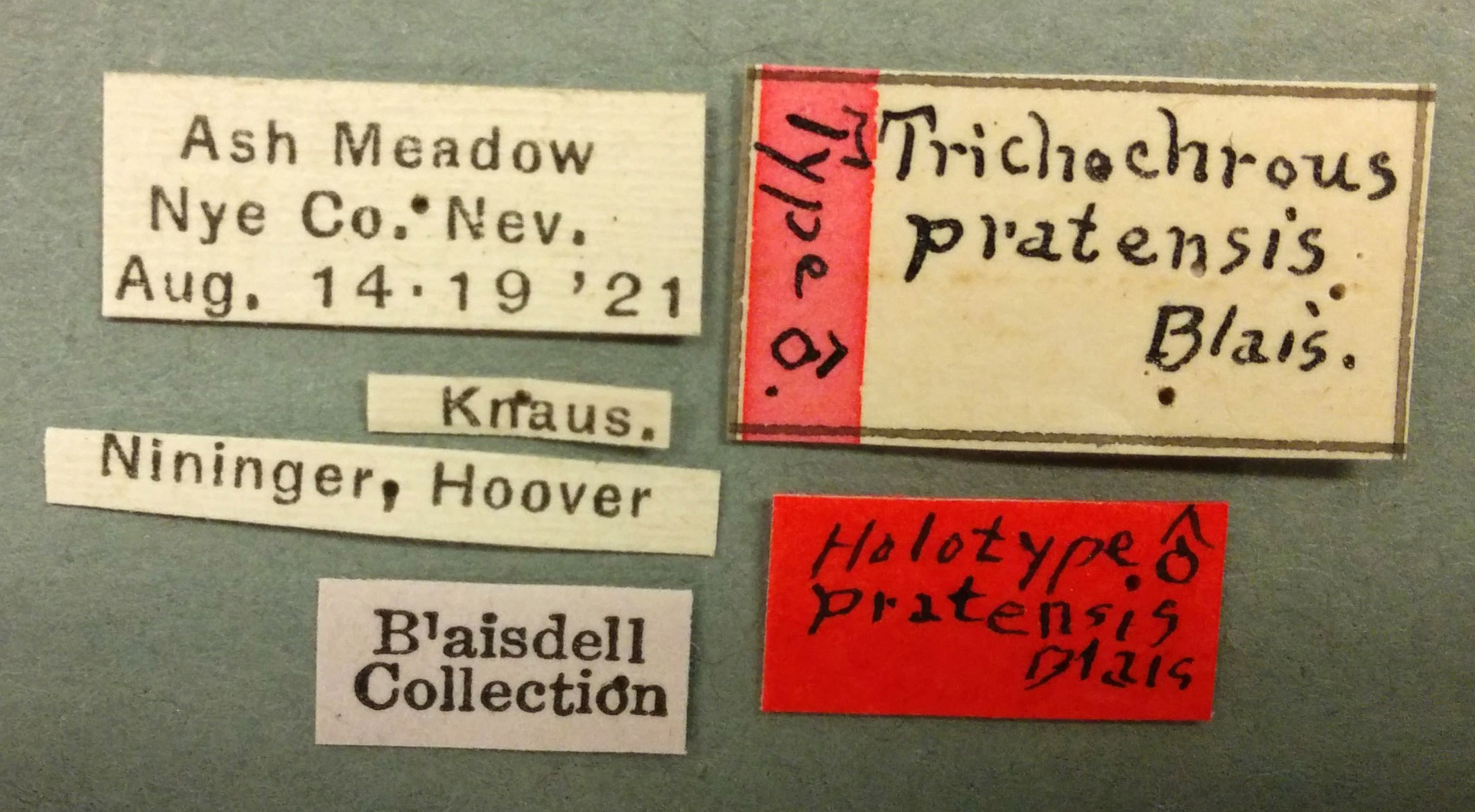 Trichochrous pratensis image