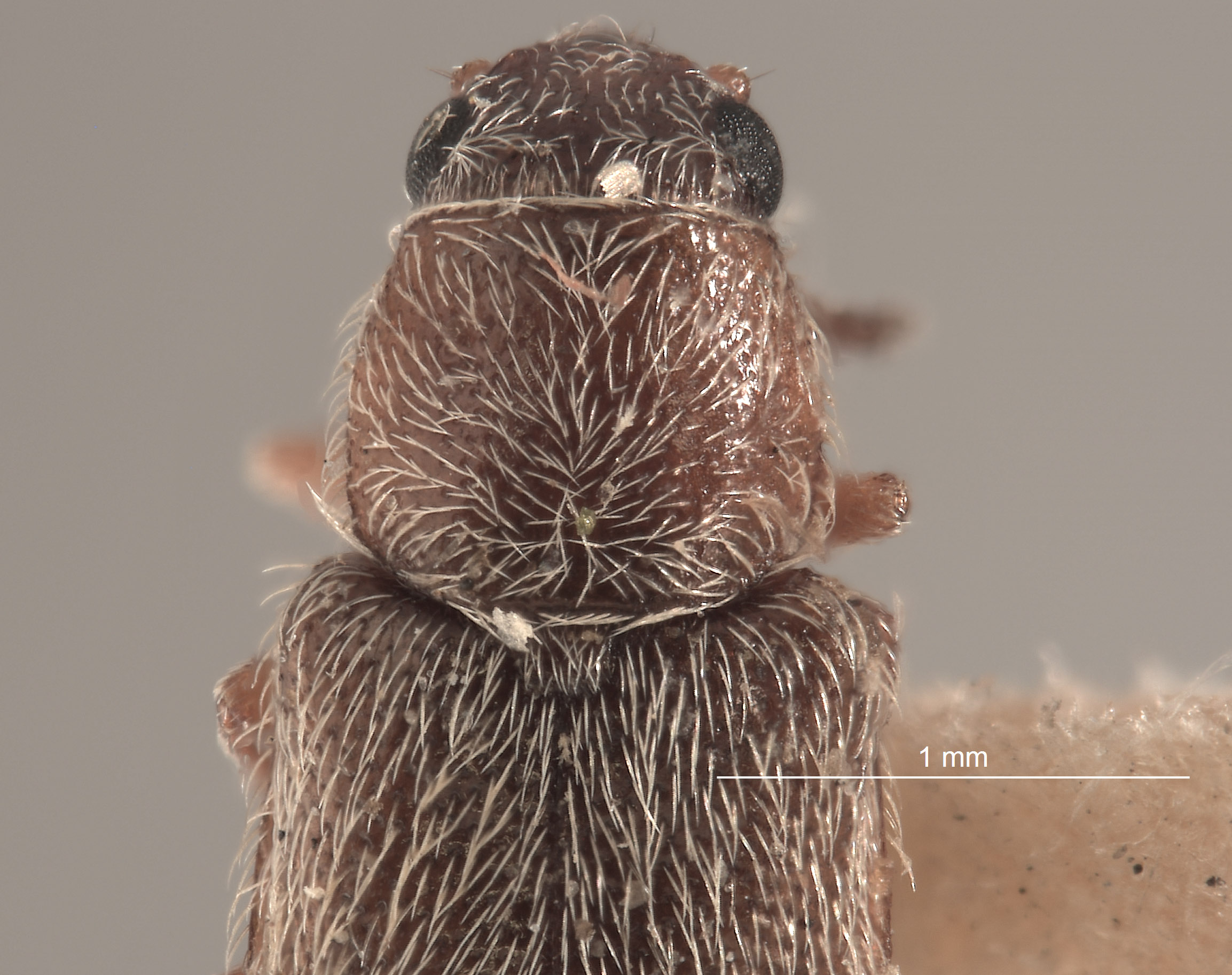 Trichochrous pratensis image