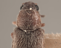 Trichochrous pratensis image