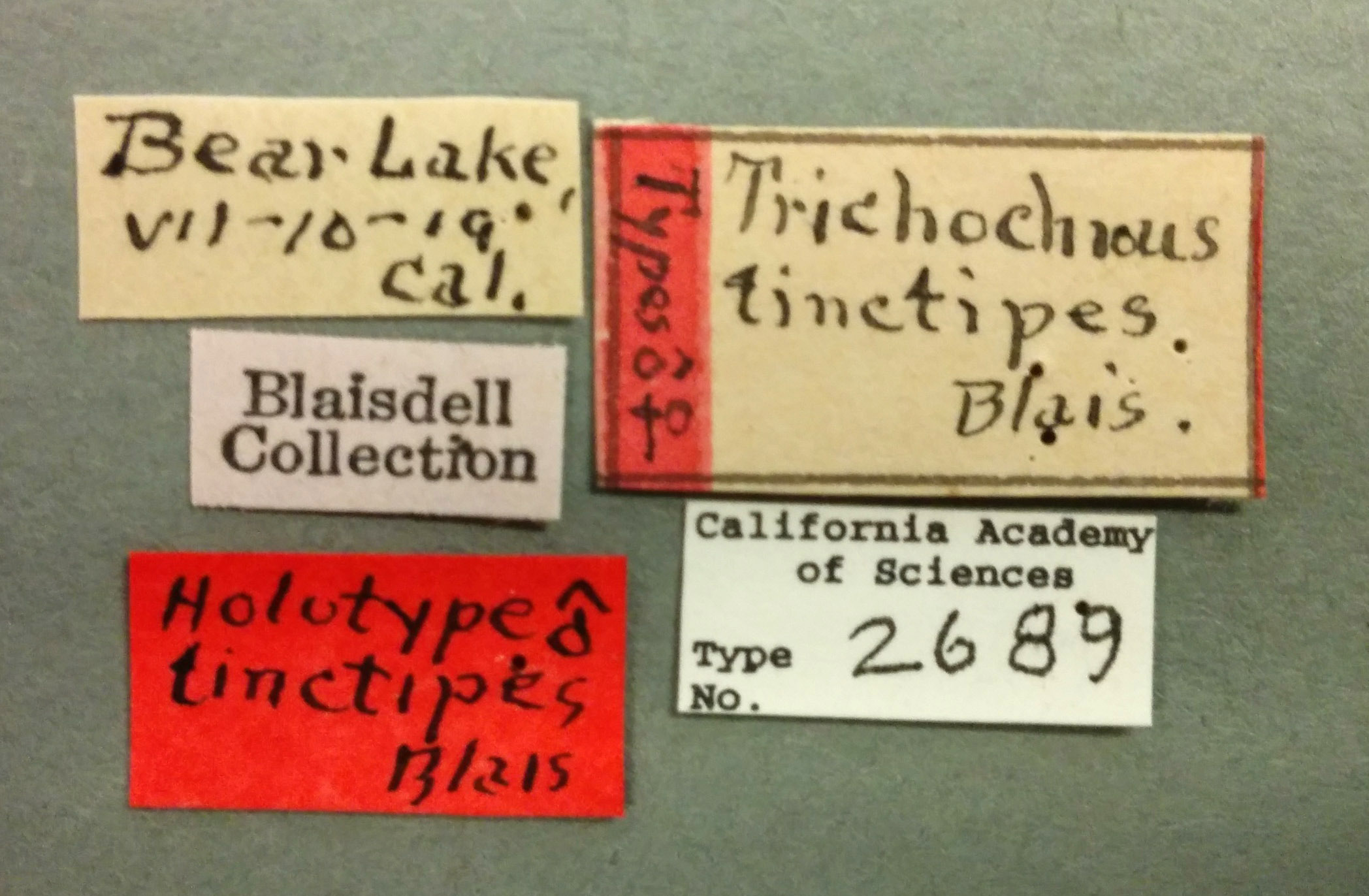 Trichochrous tinctipes image