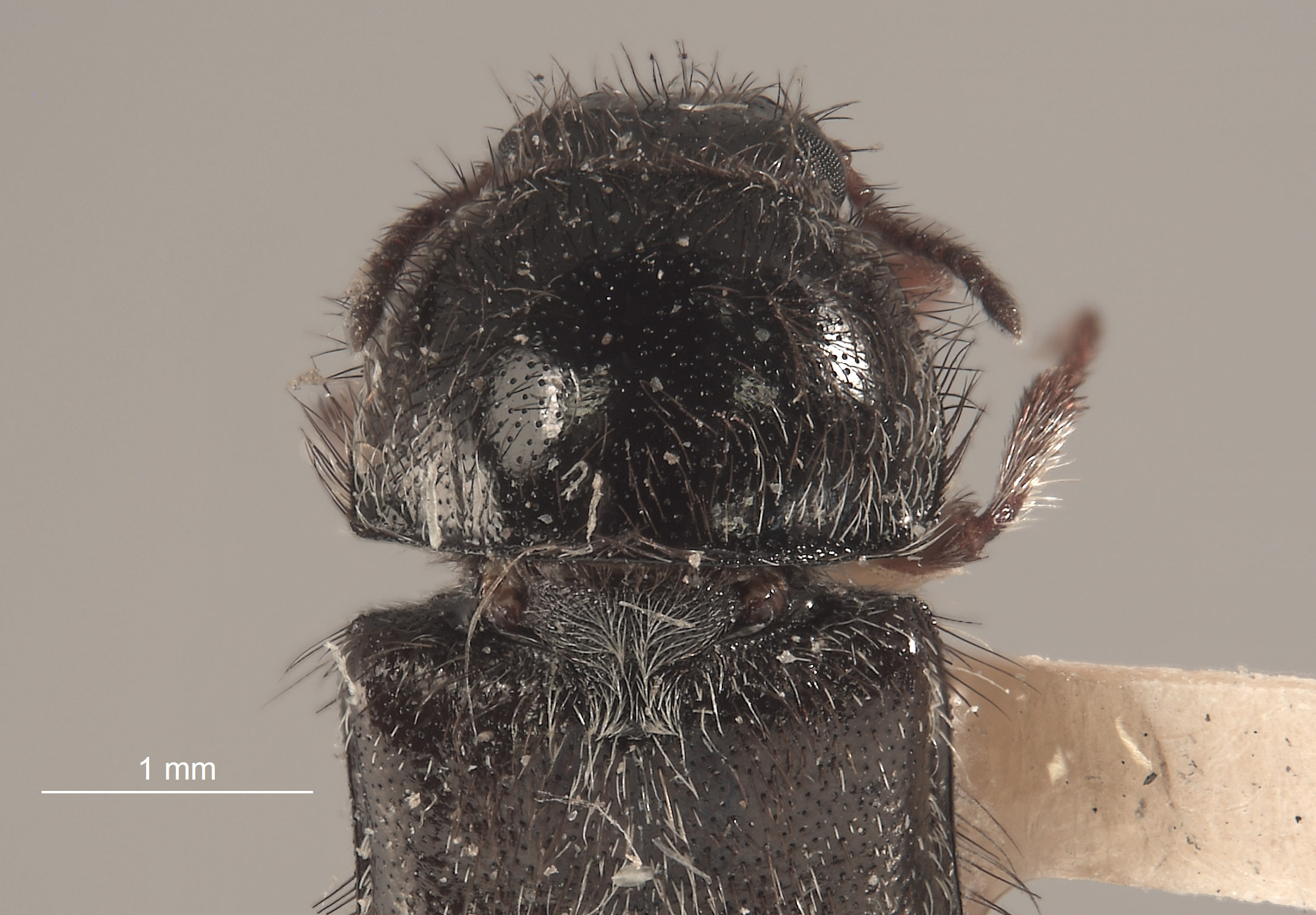 Trichochrous tinctipes image