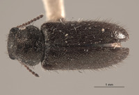 Trichochrous palpalis image