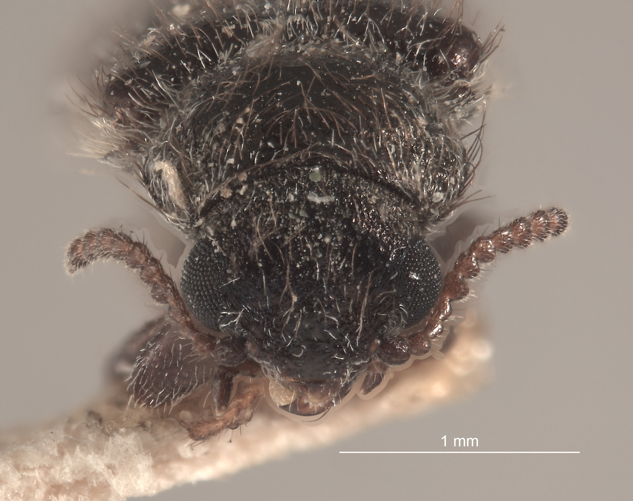 Trichochrous palpalis image