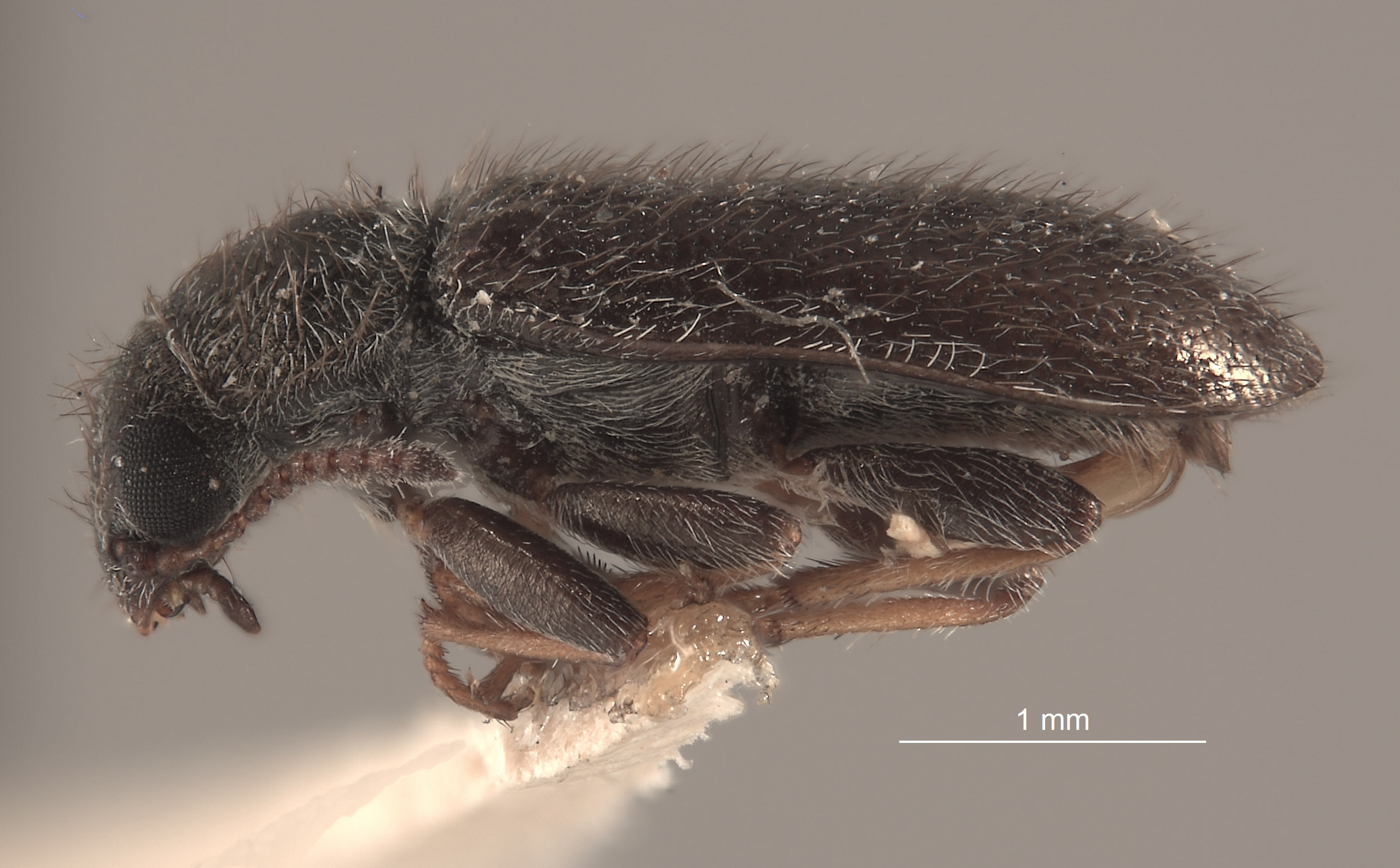 Trichochrous palpalis image