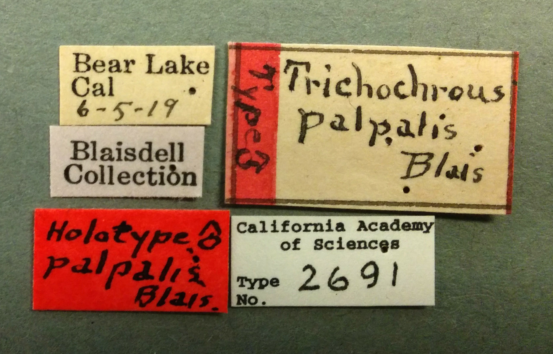 Trichochrous palpalis image