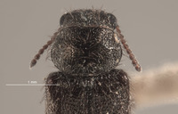 Trichochrous palpalis image