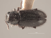 Trichochrous vanduzeei image