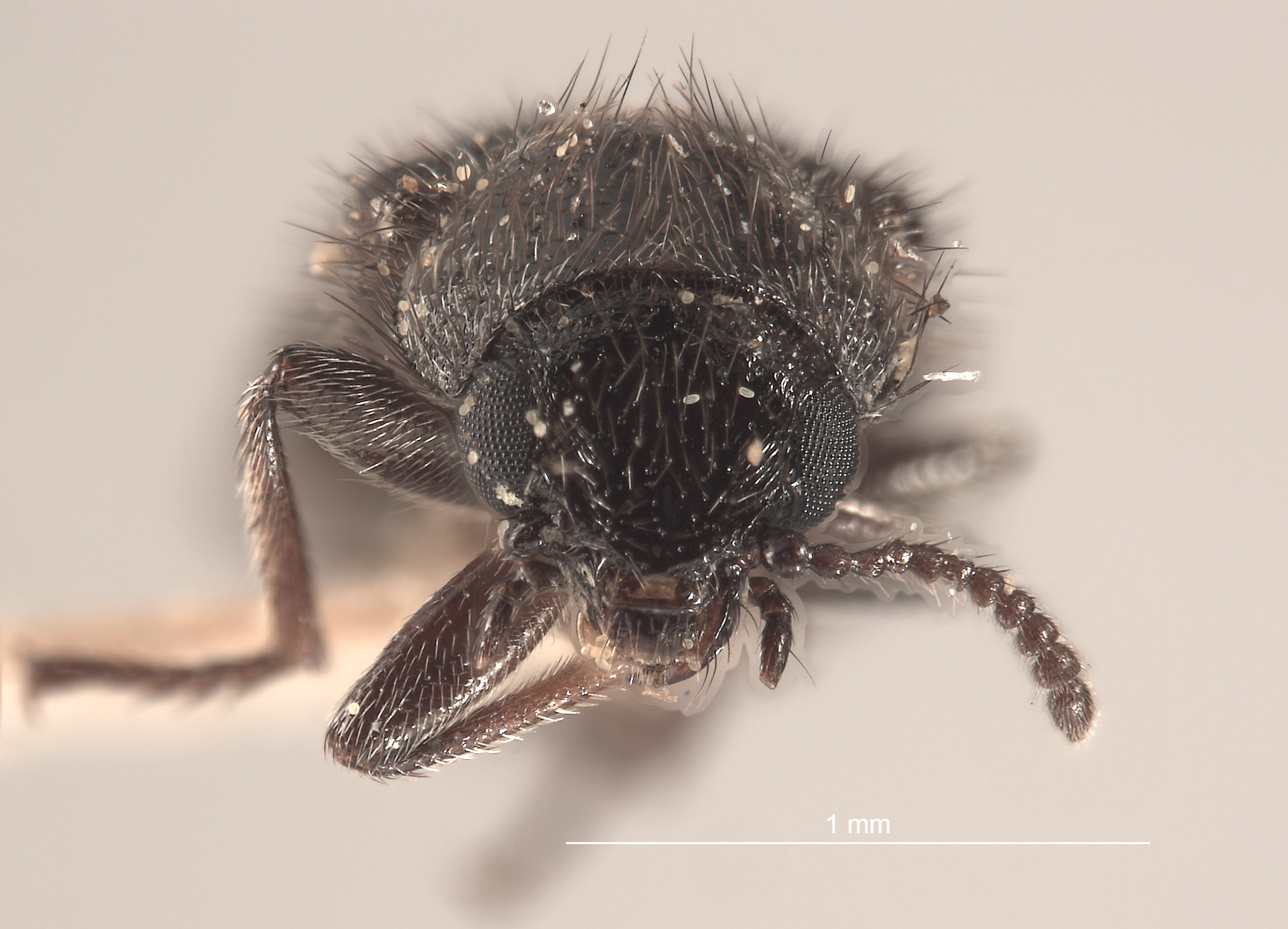 Trichochrous vanduzeei image