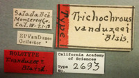 Trichochrous vanduzeei image