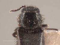 Trichochrous vanduzeei image