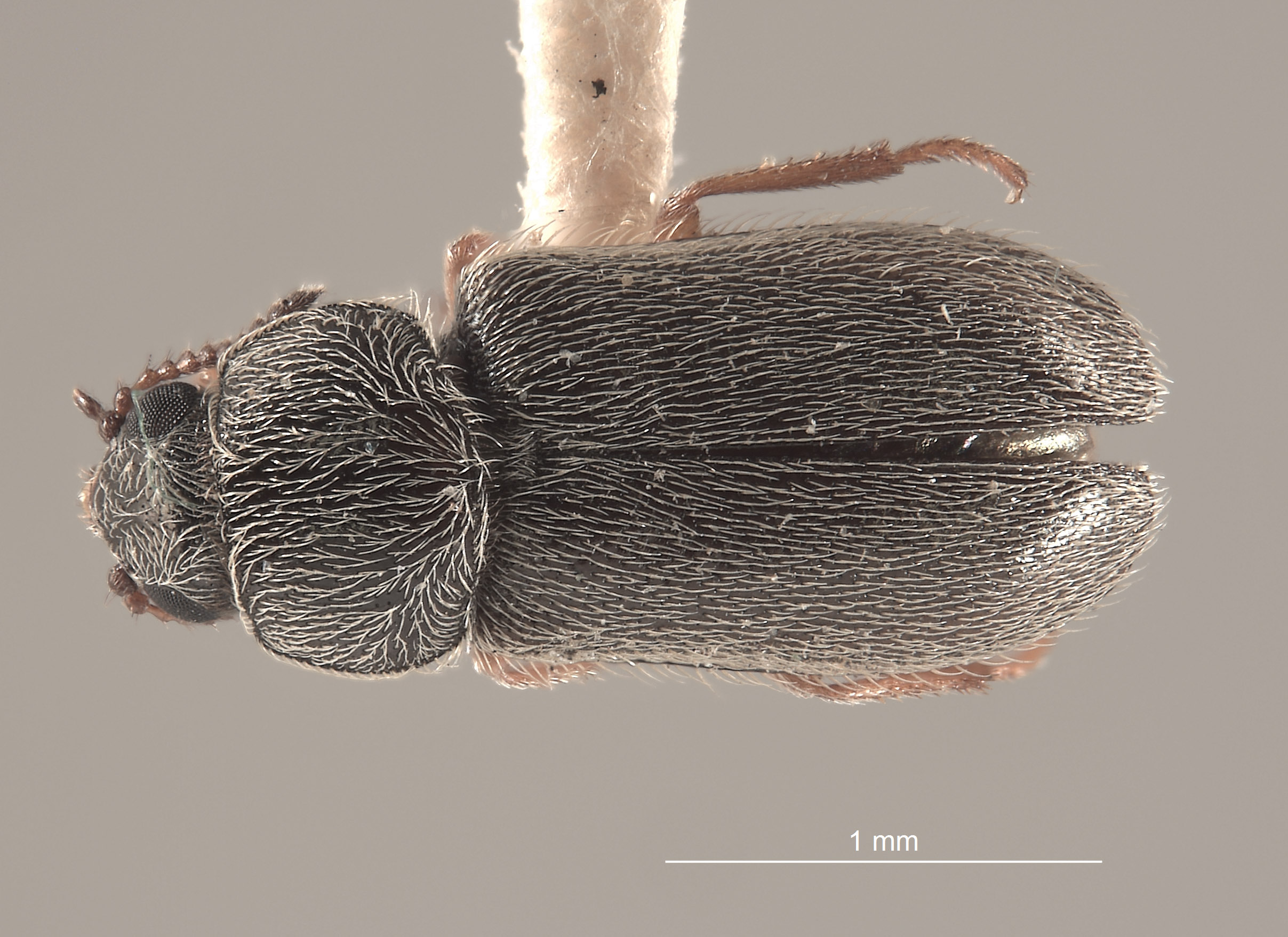 Trichochrous instabilis image