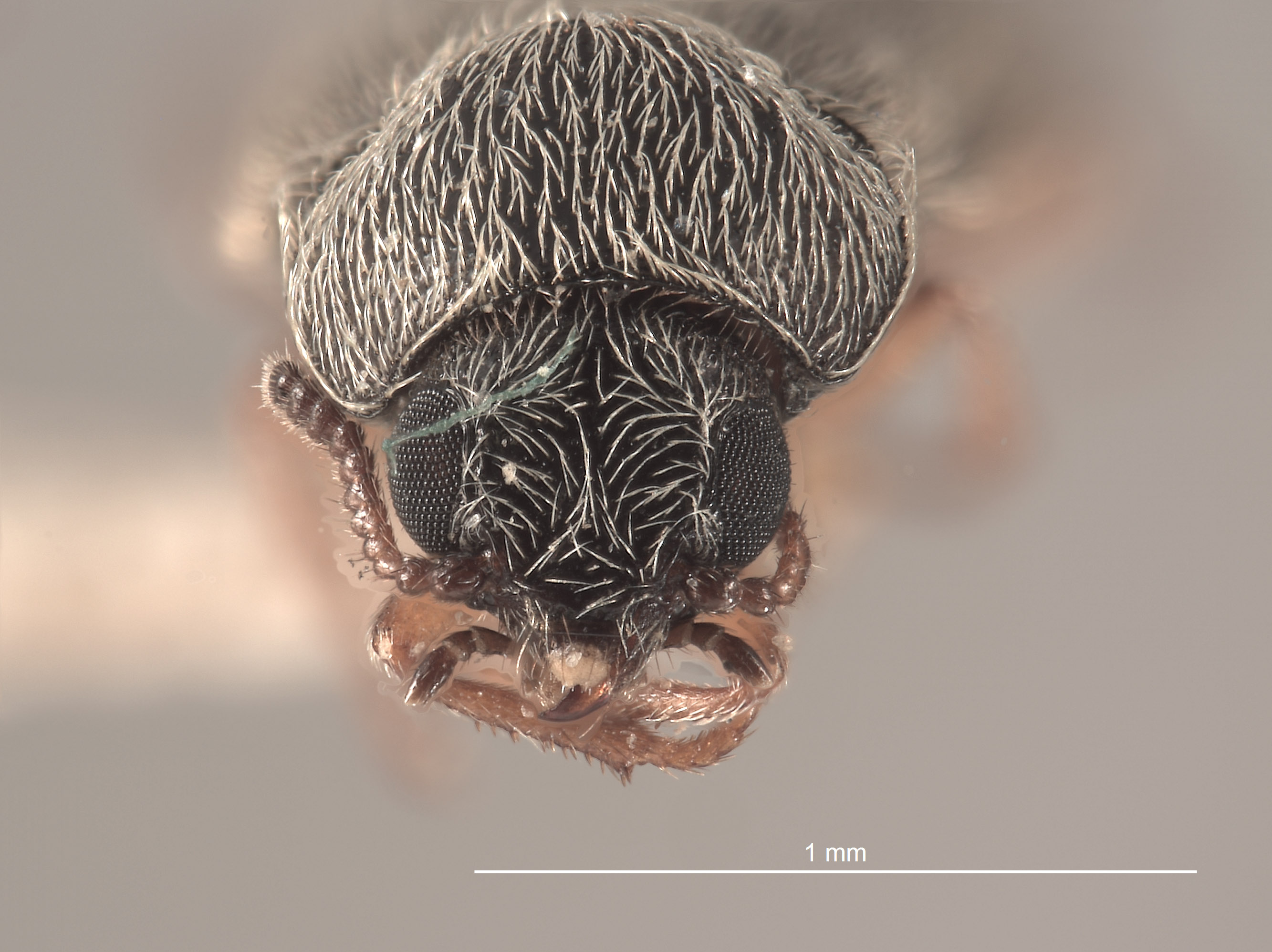 Trichochrous instabilis image