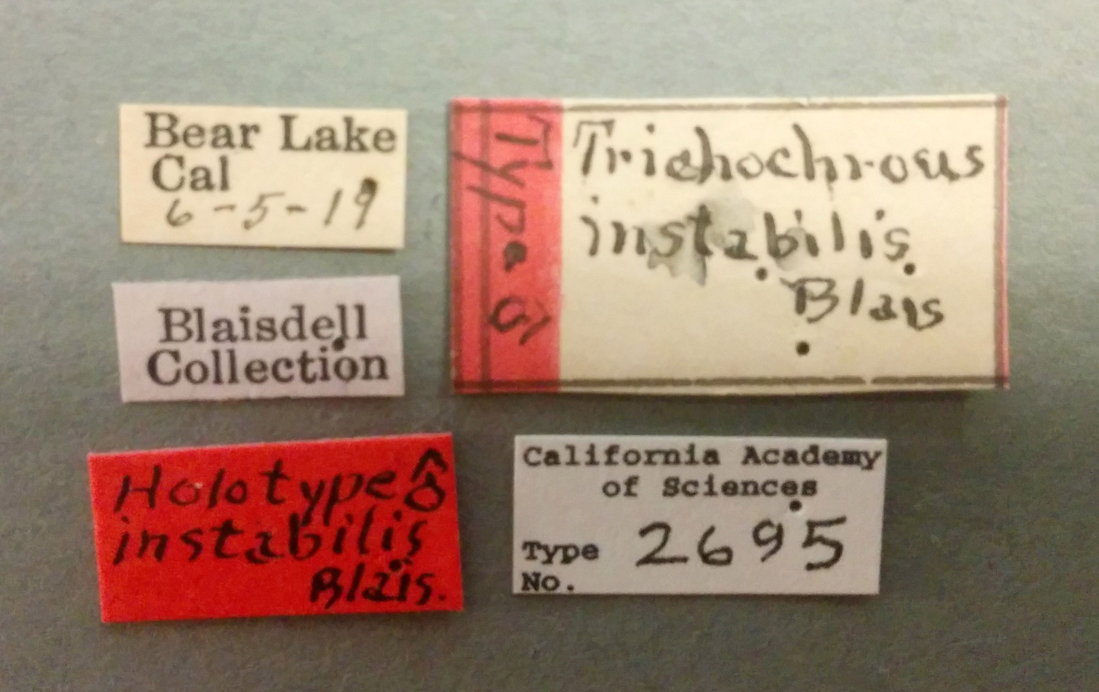 Trichochrous instabilis image