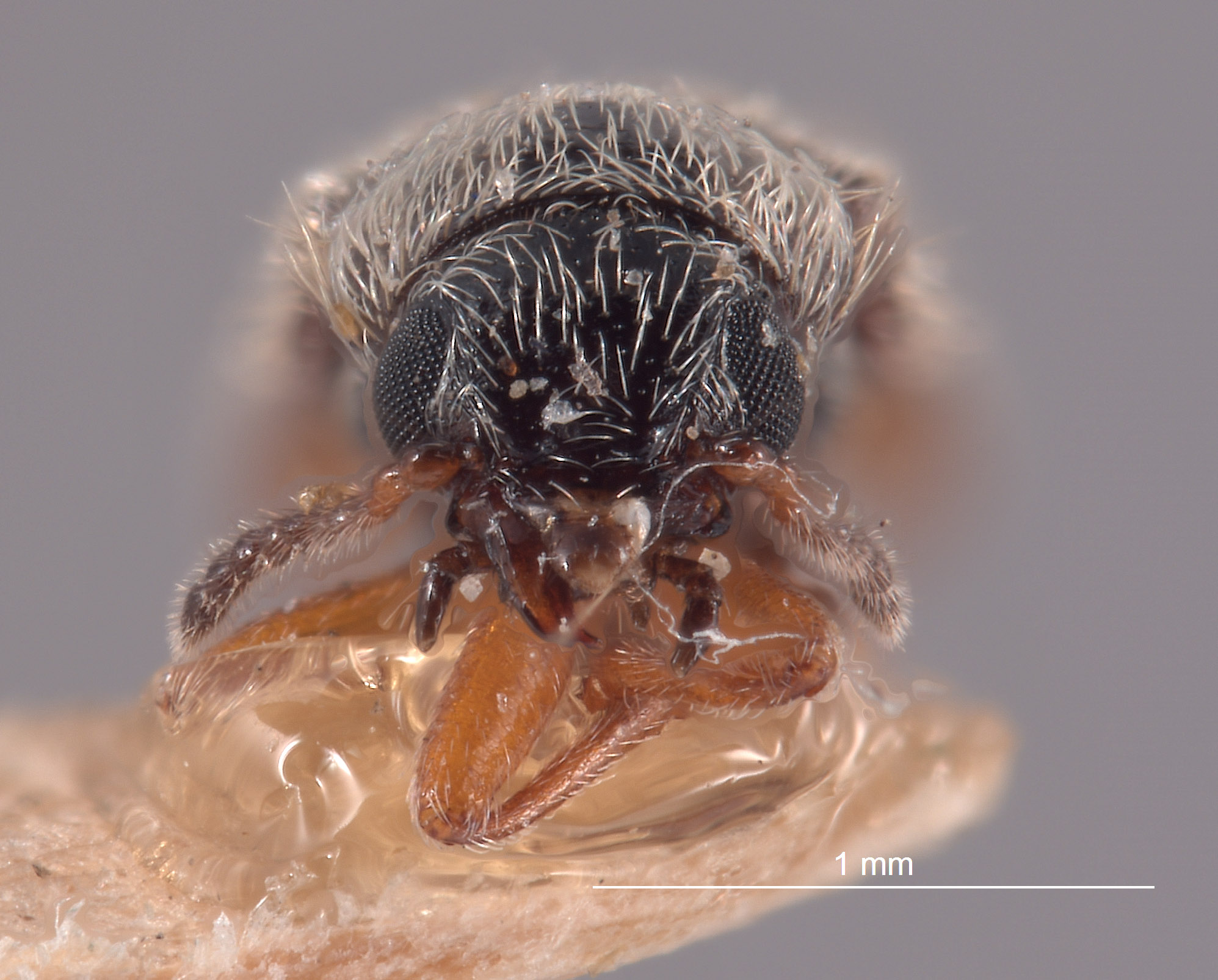 Trichochrous ruficauda image