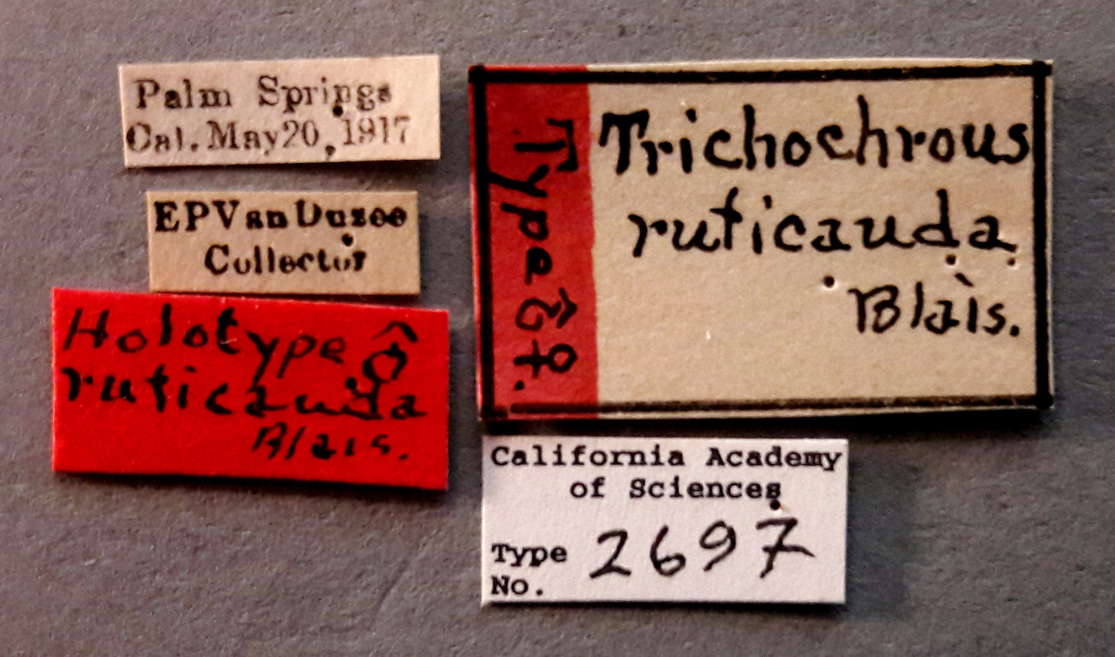 Trichochrous ruficauda image