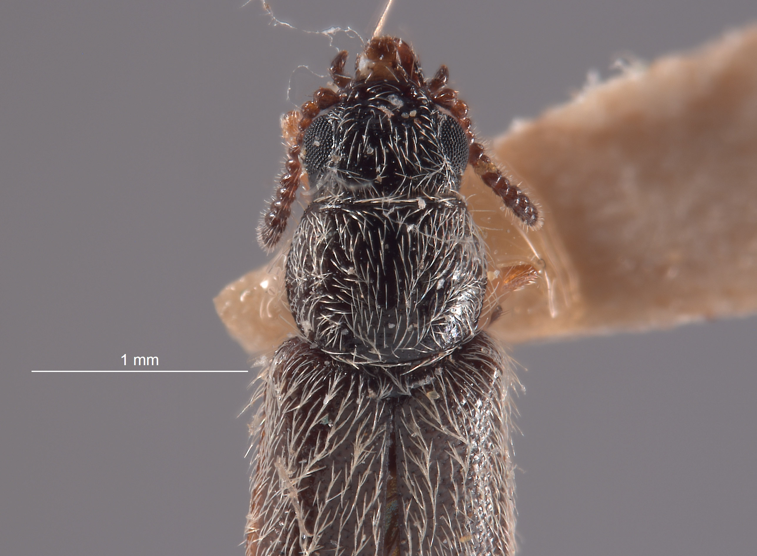 Trichochrous ruficauda image