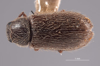 Trichochrous borealis image