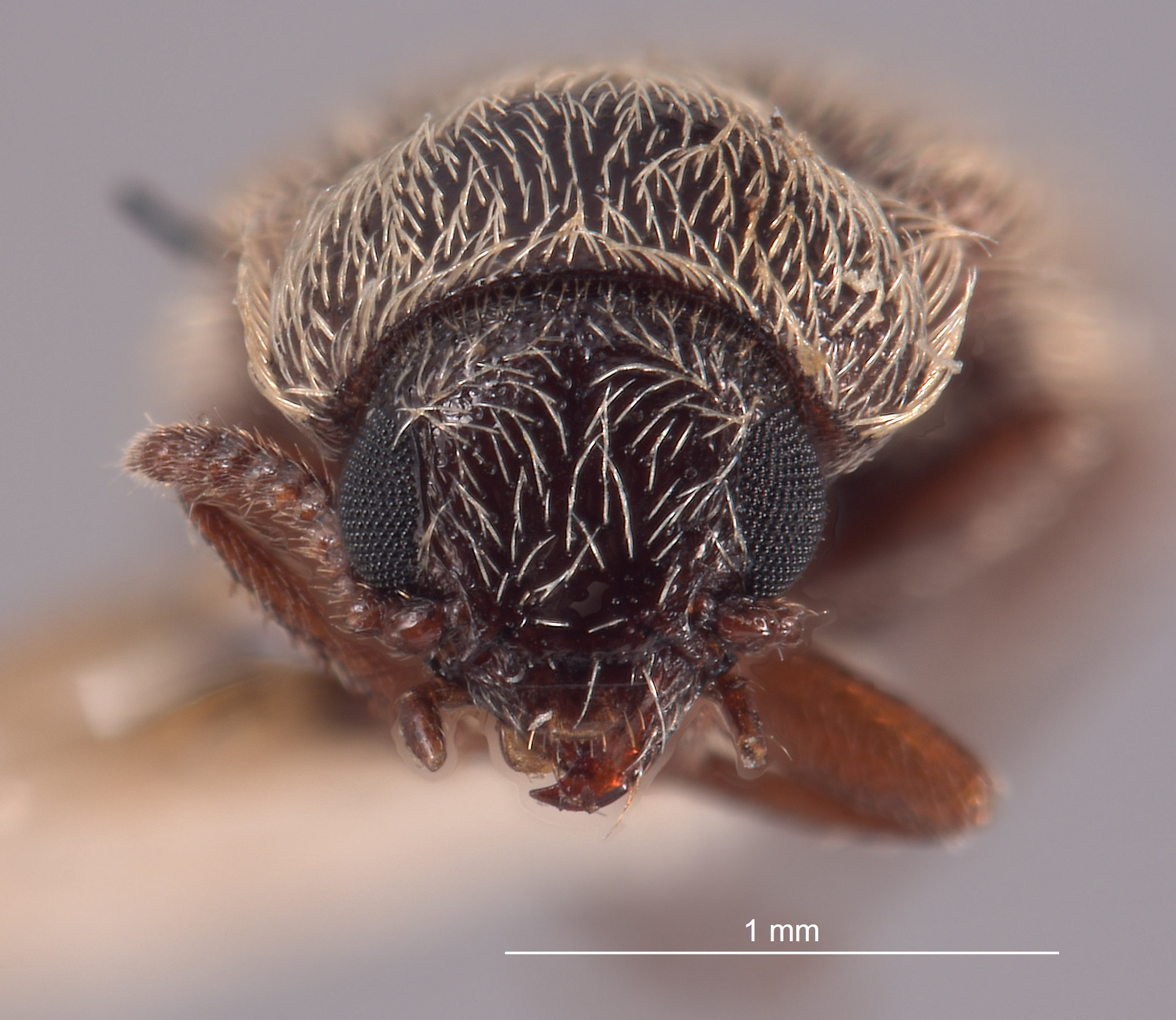 Trichochrous borealis image