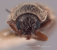 Trichochrous borealis image