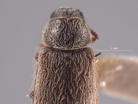 Trichochrous borealis image