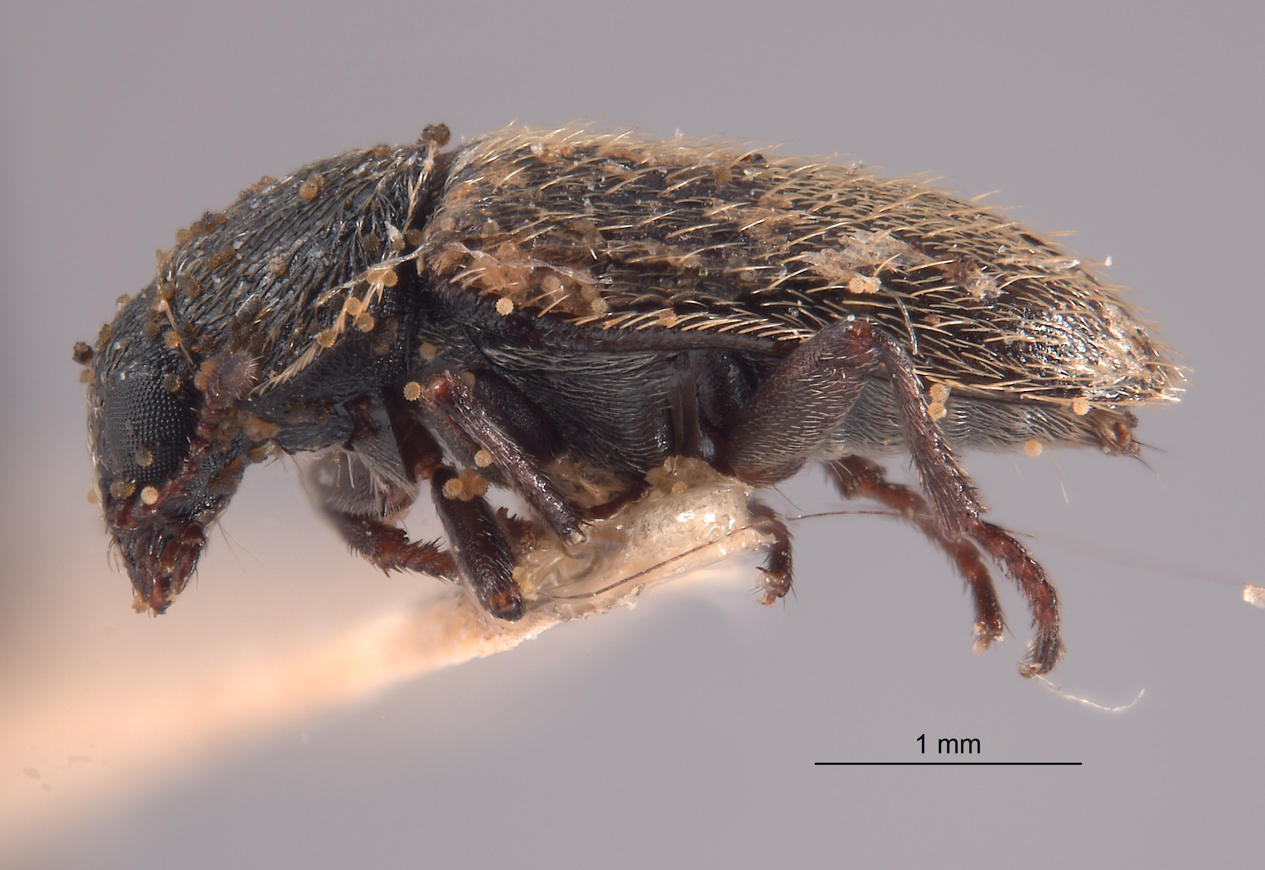 Trichochrous argenteus image