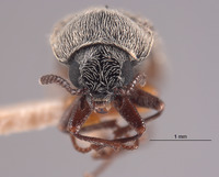 Trichochrous certus image