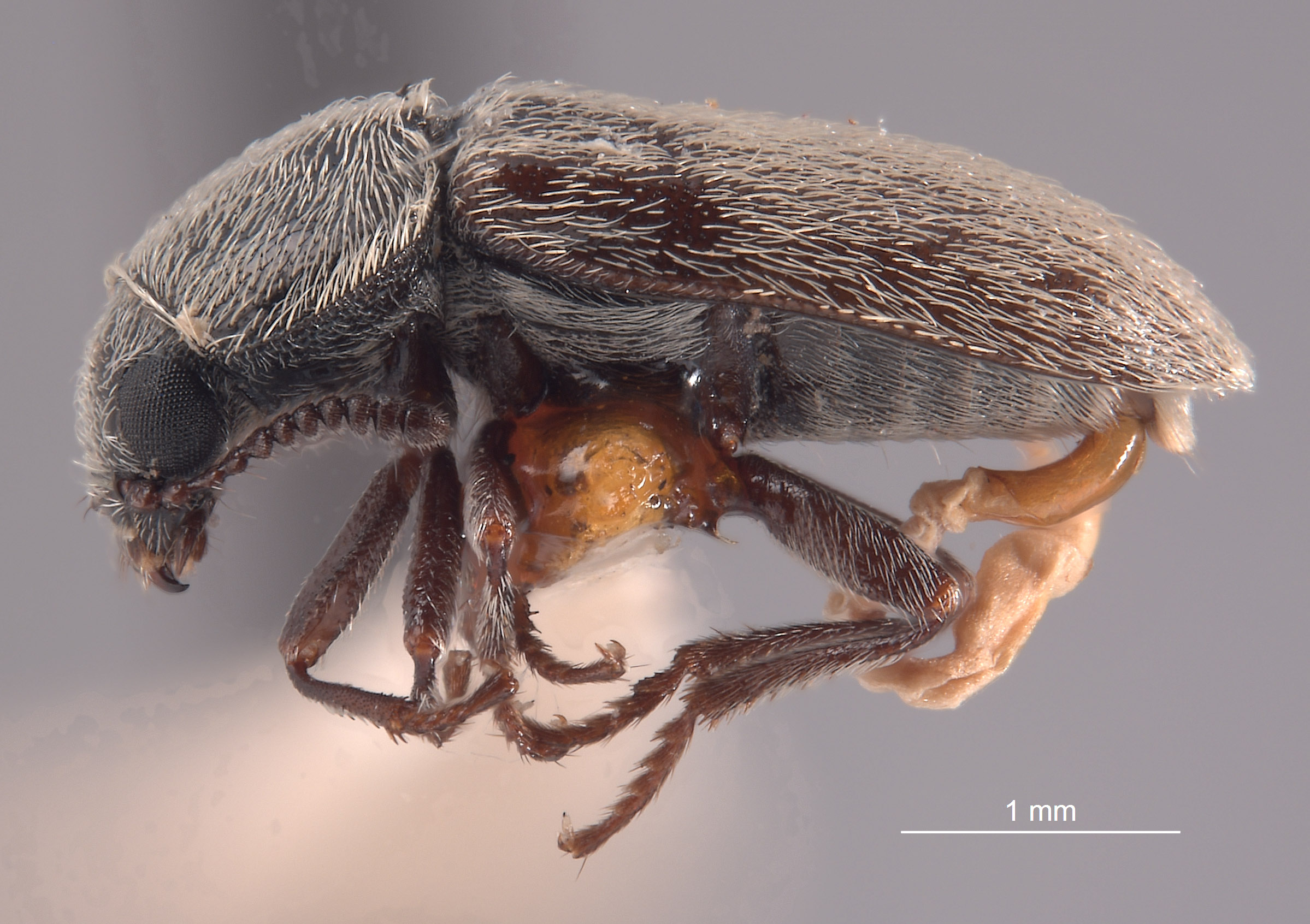 Trichochrous certus image