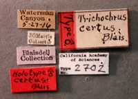 Trichochrous certus image