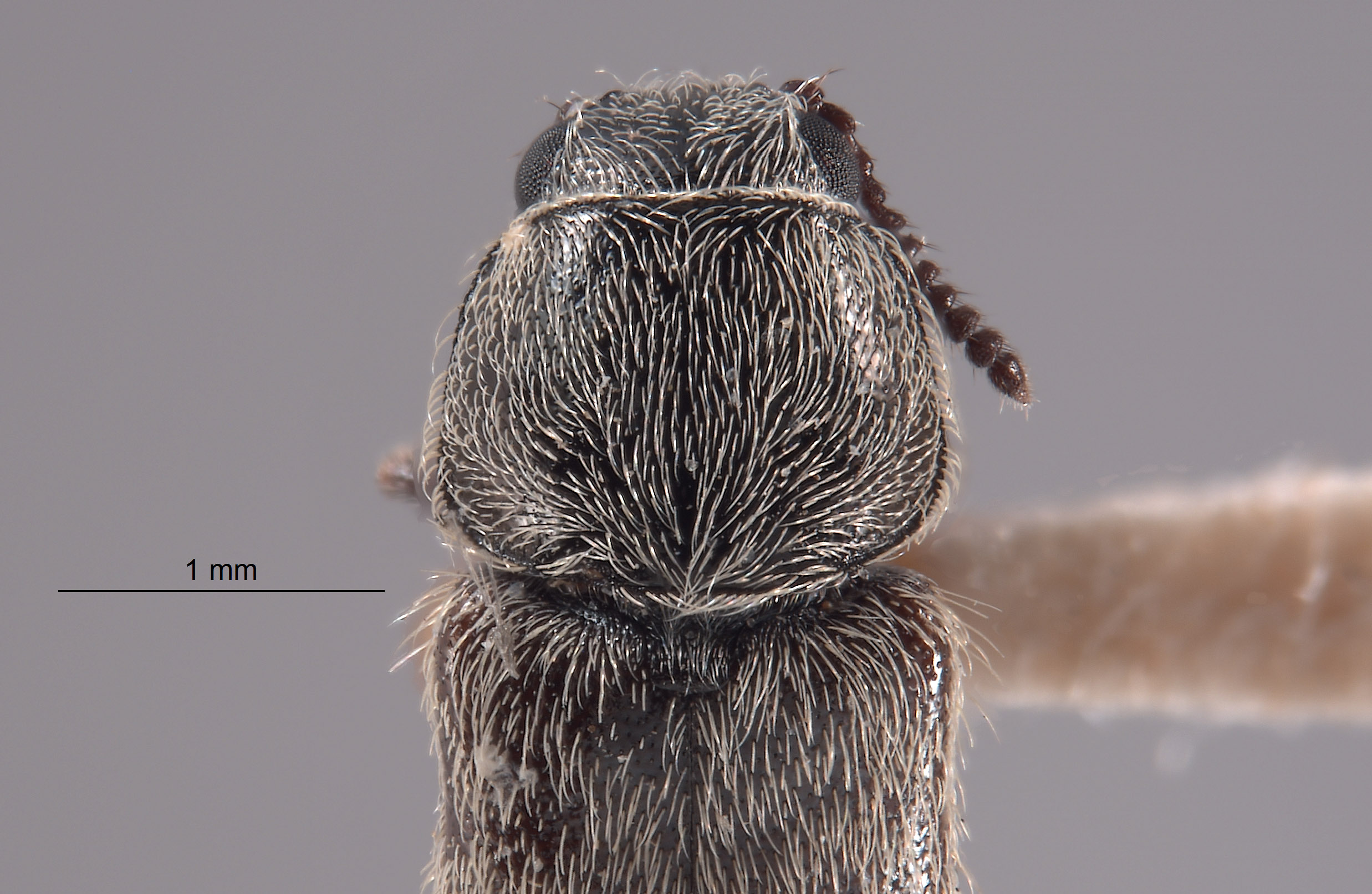 Trichochrous certus image