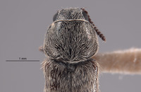 Trichochrous certus image